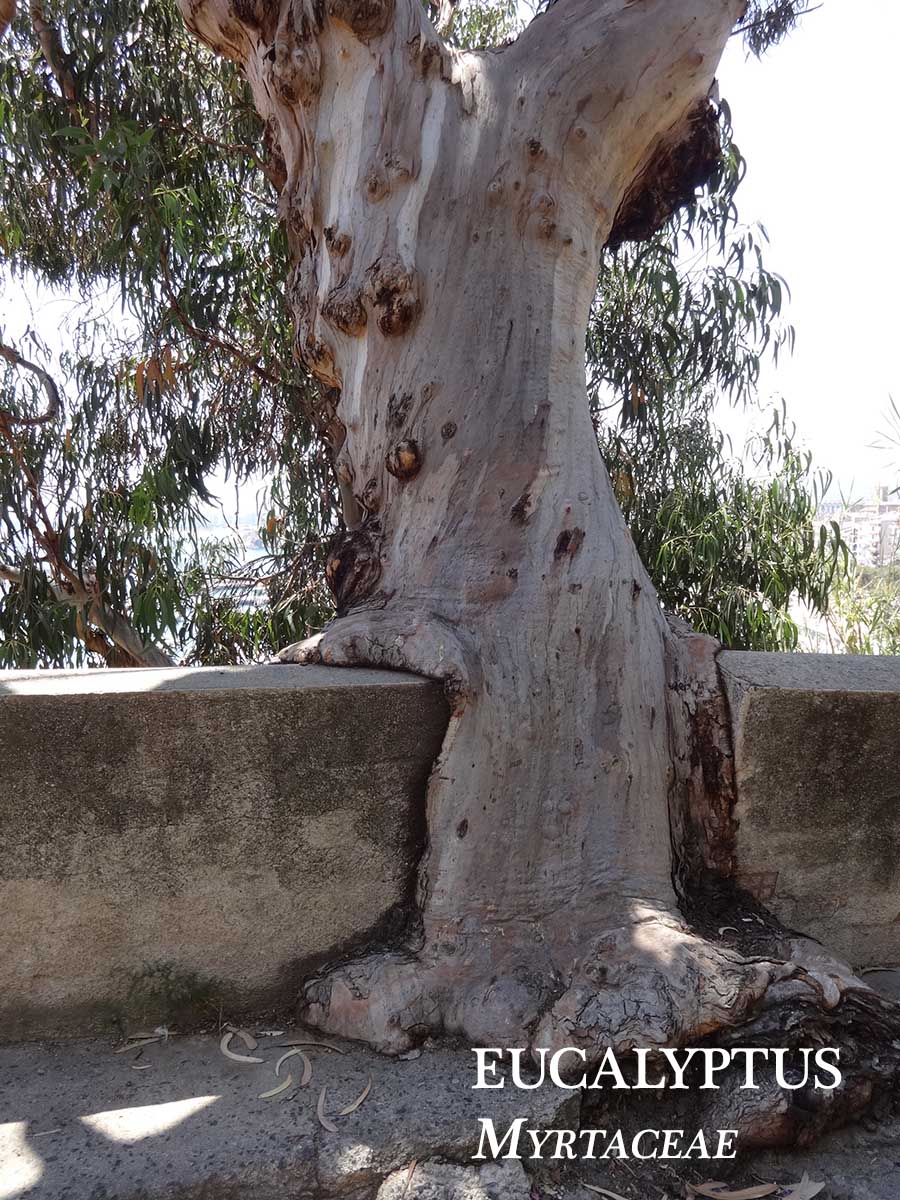 Annexe eucalytus.jpg