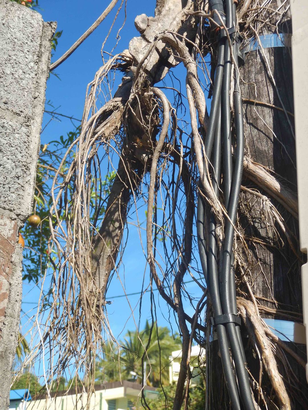 Annexe DSCN7575bis.jpg