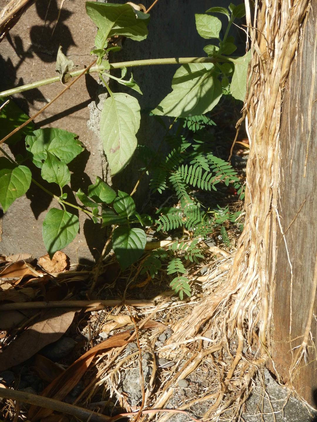 Annexe DSCN7576bis.jpg