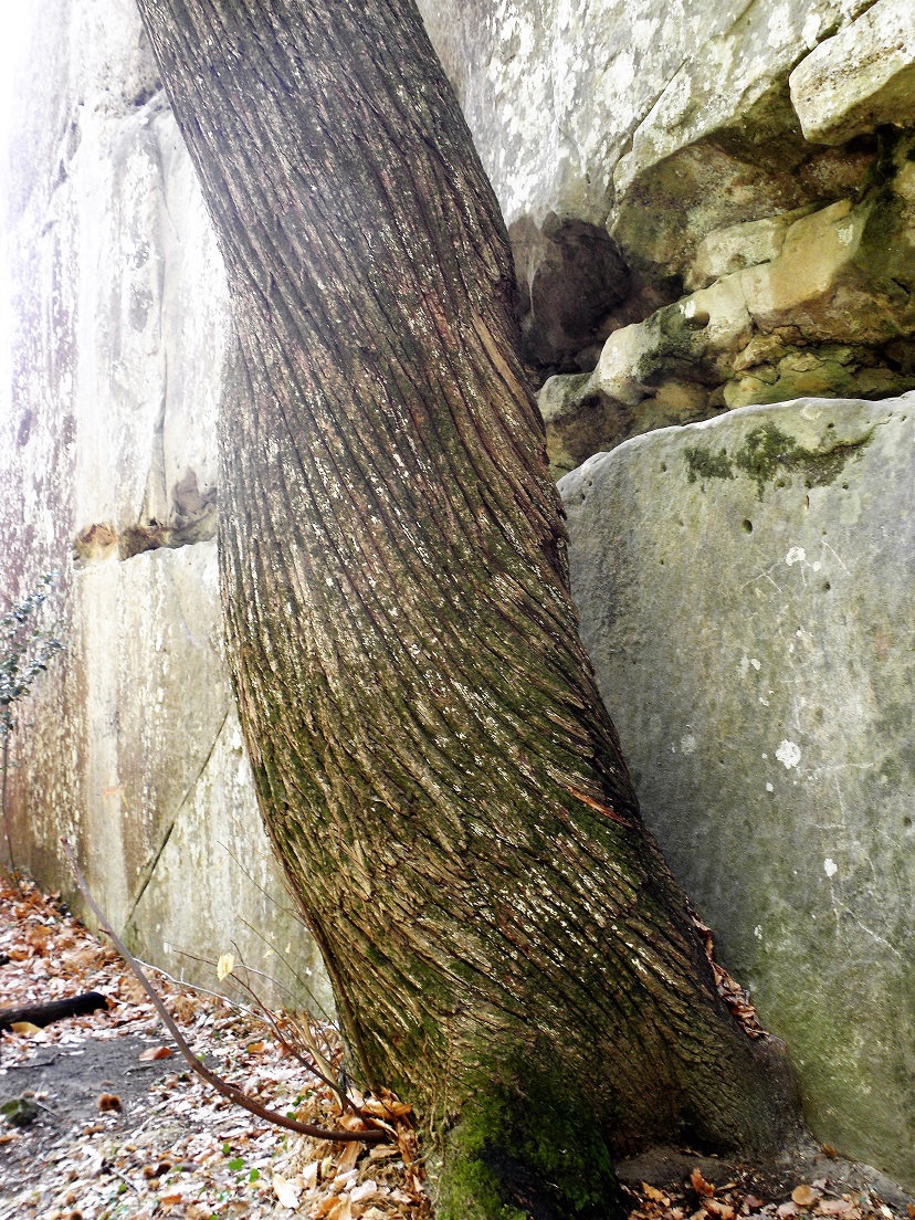 Annexe pin grès dannot.jpg