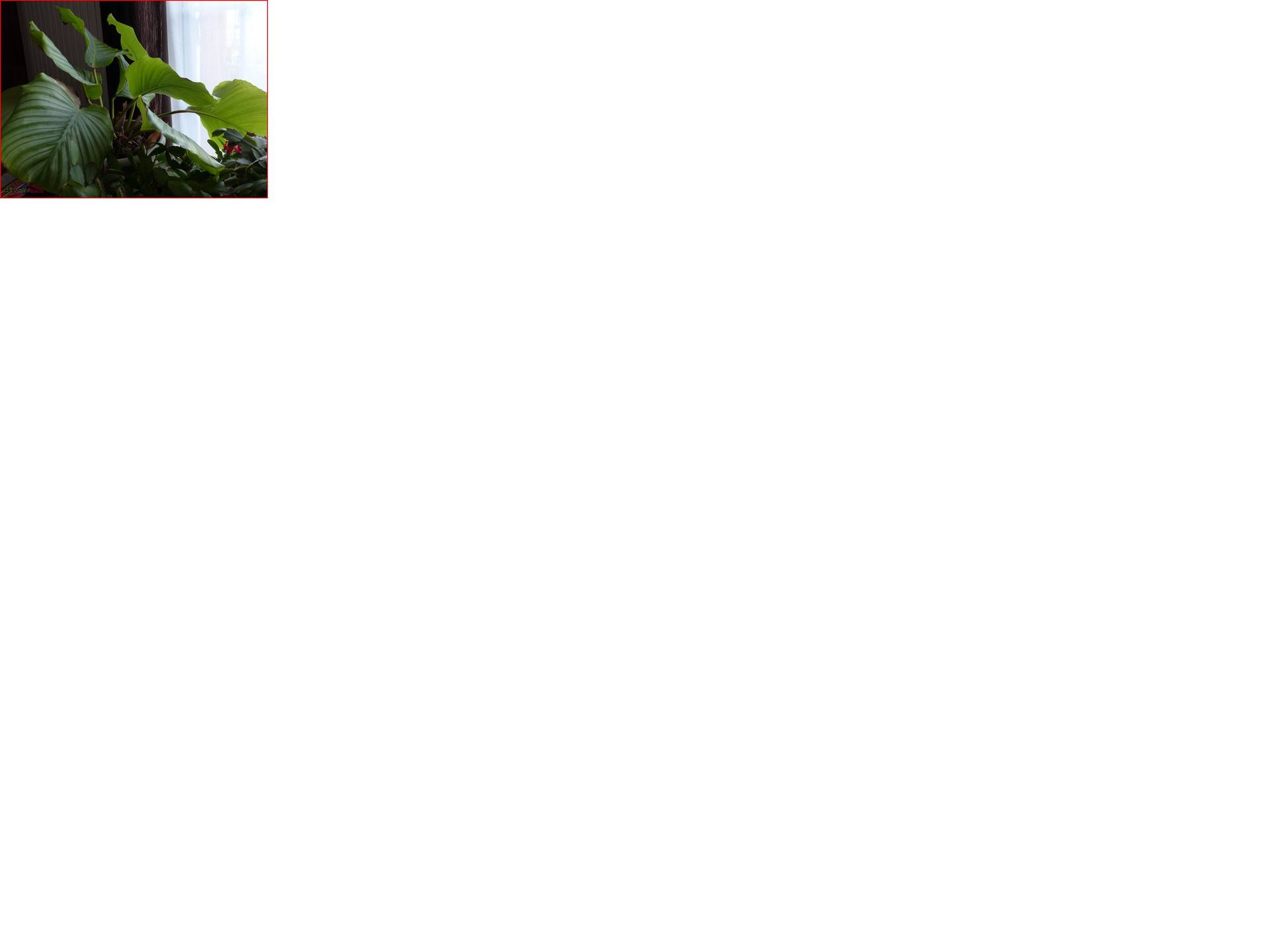 Annexe plante_photo_tropisme.jpg