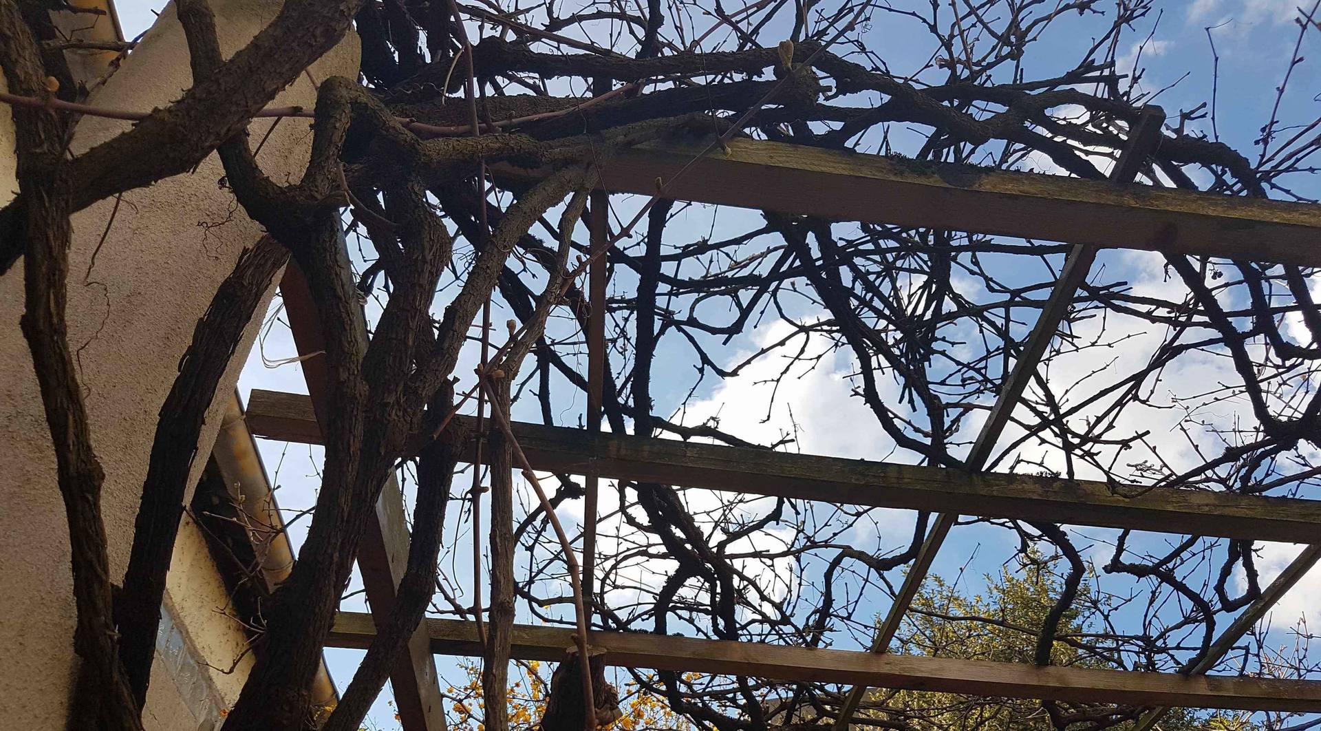 Annexe vieille treille de chasselas.jpg