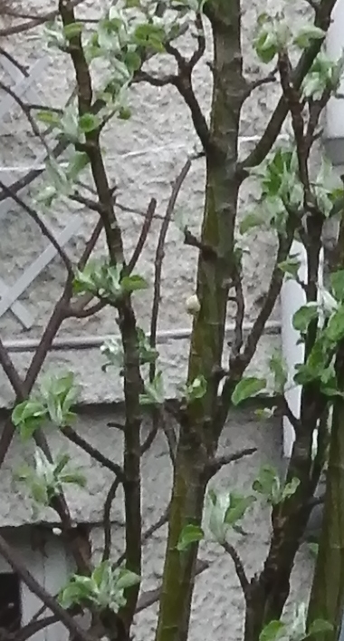 Annexe Bizarre 2 compressé.jpg