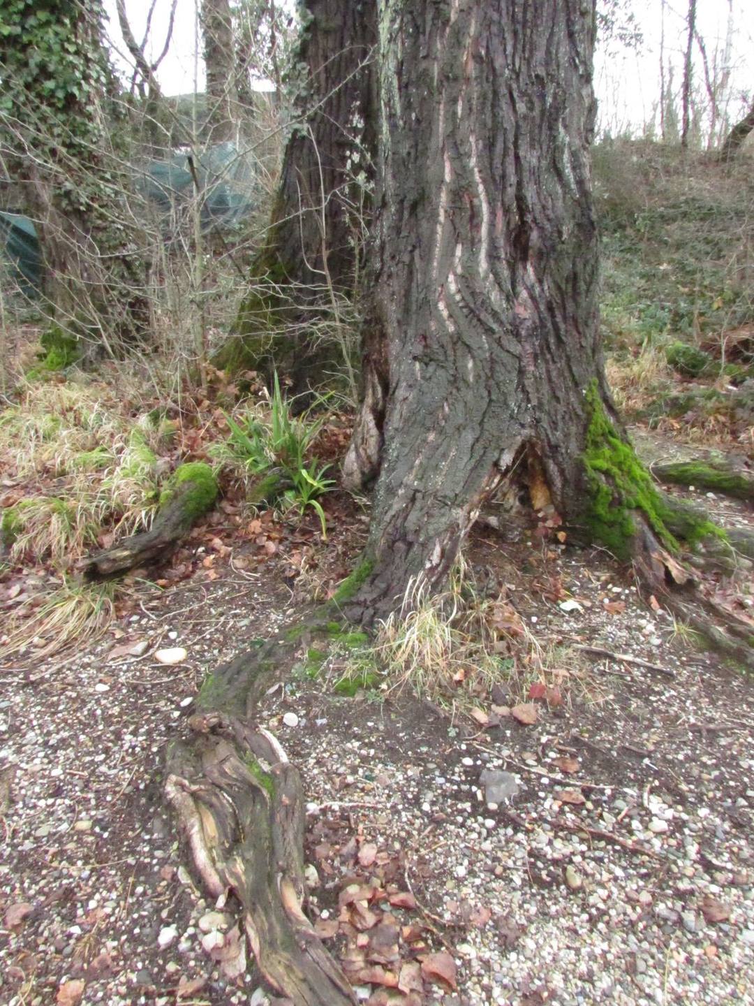 Annexe 1-Adaptation des plantes.JPG