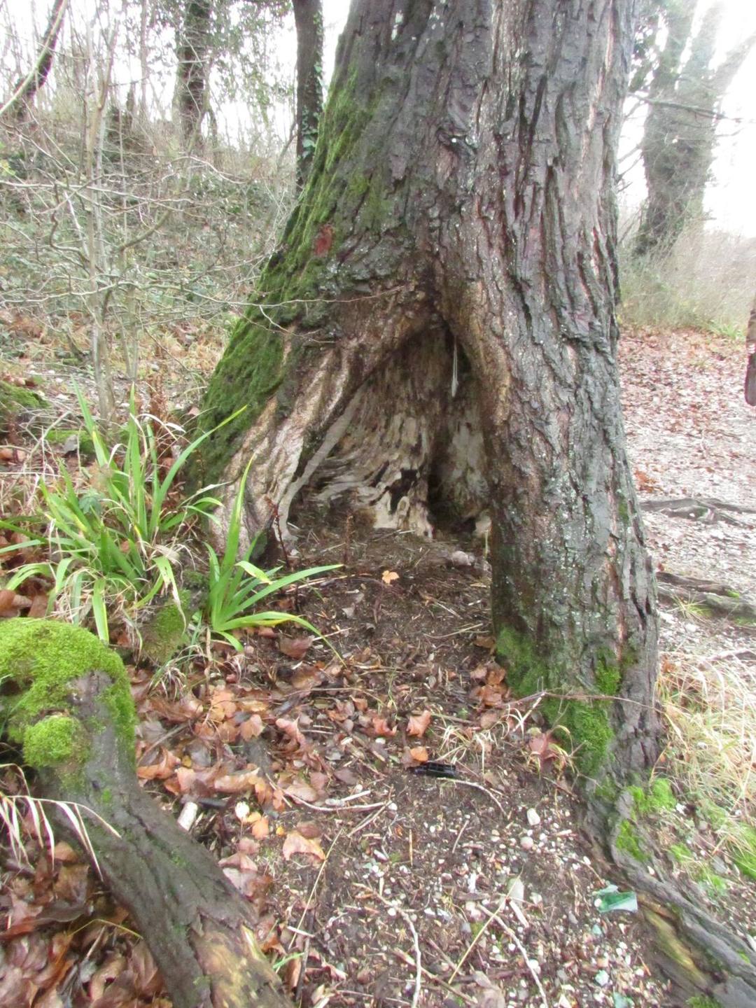 Annexe 2-Adaptation des plantes.JPG