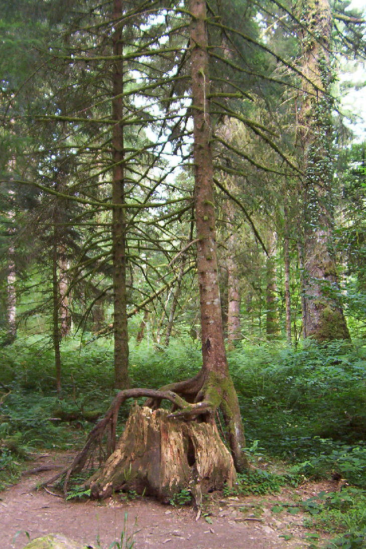 Annexe Forêt de la Joux, sentier de la glacière (25) (FILEminimizer).JPG