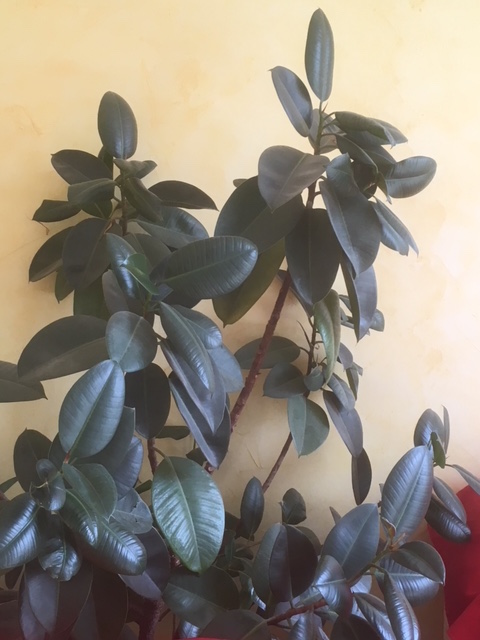 Annexe Ficus elastica.JPG