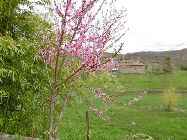 Annexe pêcher cherchant lumière.JPG