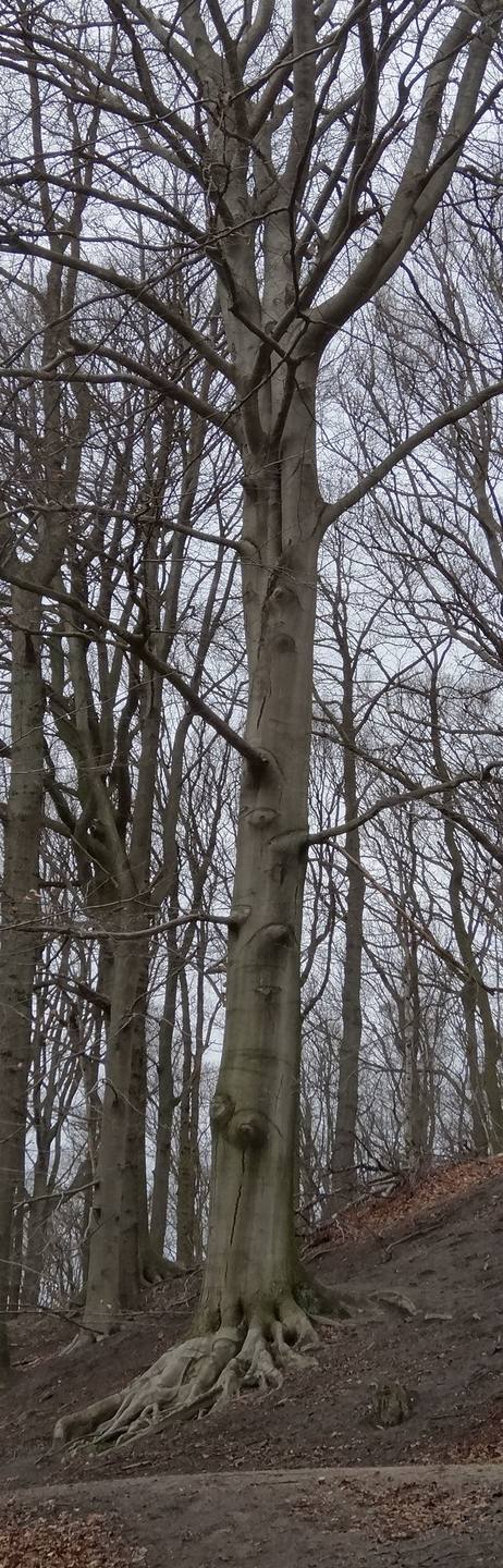 Annexe contrefort racinaire hêtre - Copie.JPG