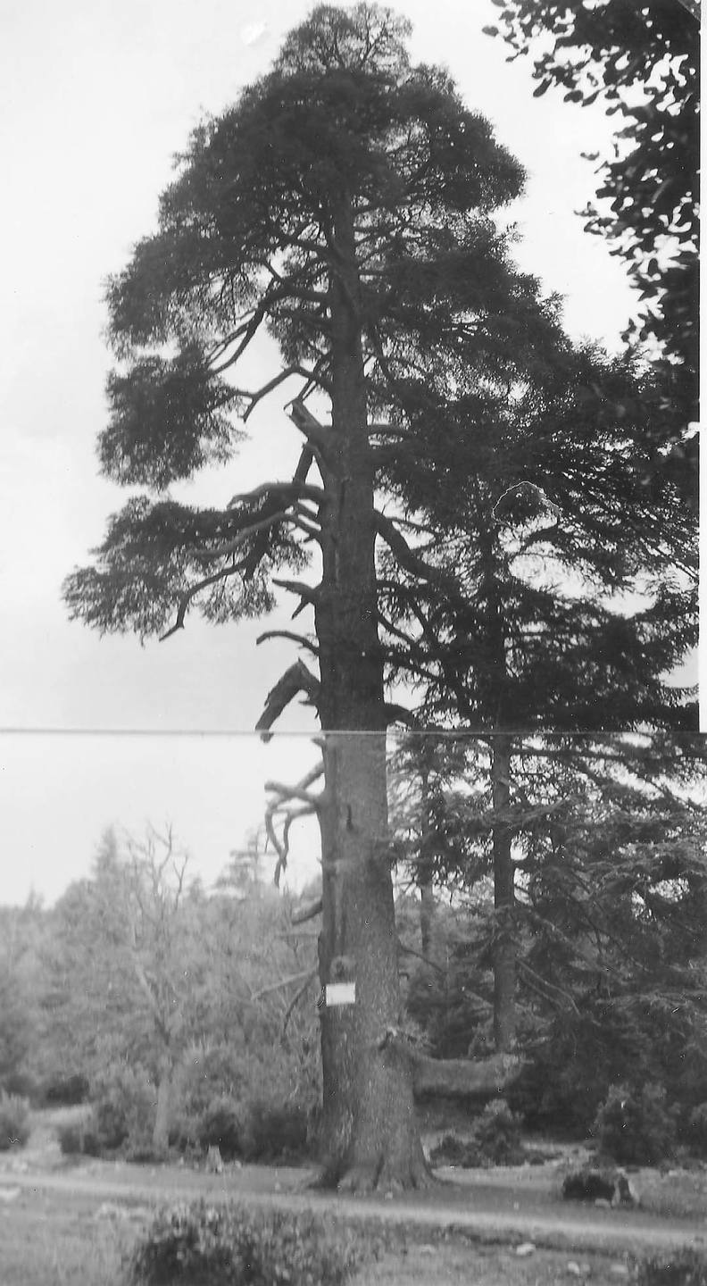 Annexe cedre gouraud.jpg