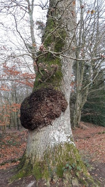 Annexe Loupe du chêne.jpg