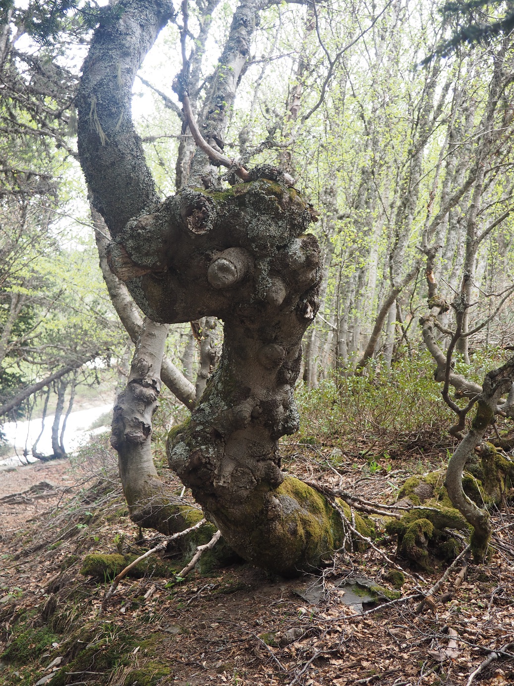 Annexe Forme inhabituelle.jpg