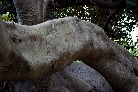 Annexe iliguria_ficus11.jpg