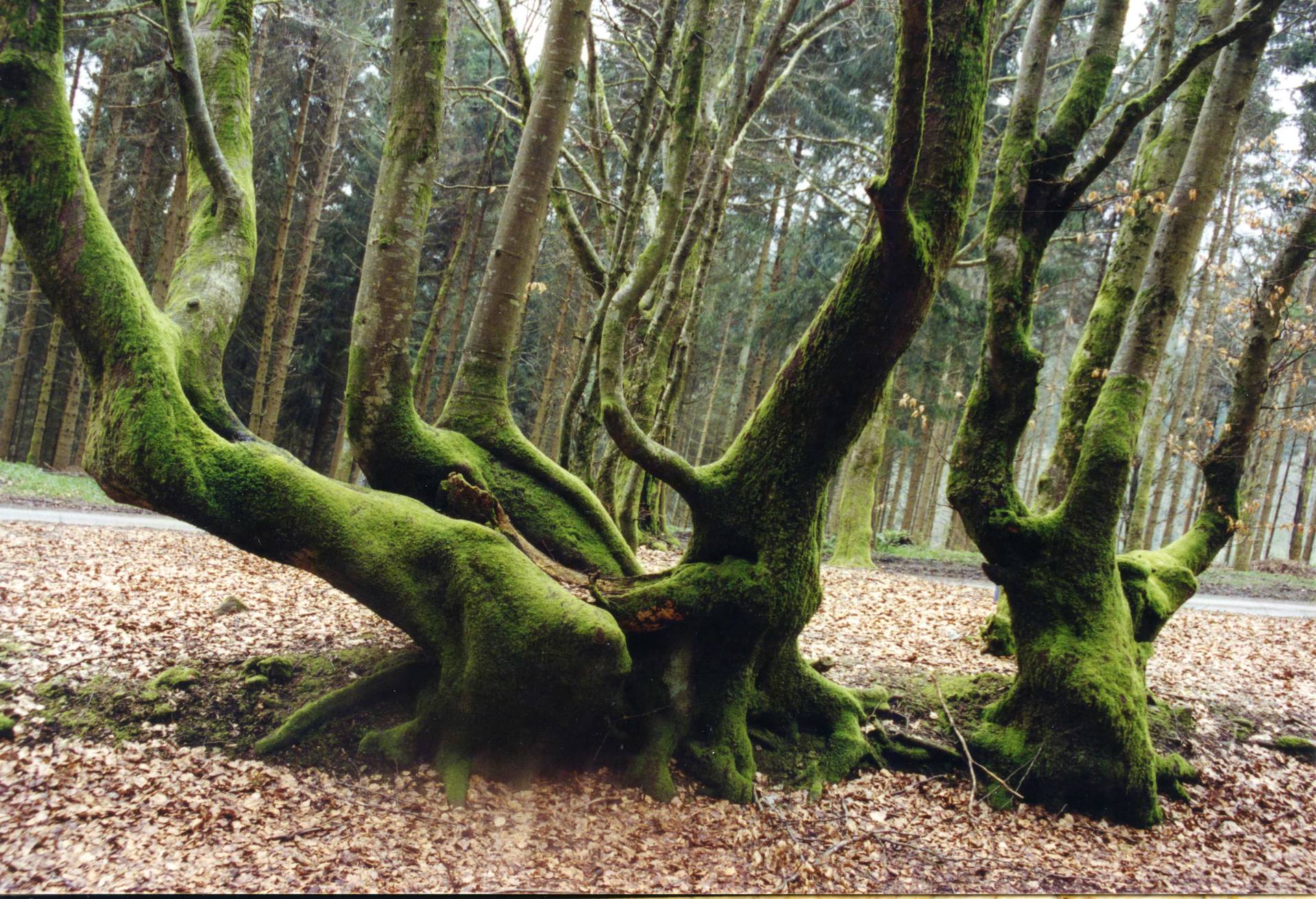 Annexe Haies vives de Bourgogne.jpg