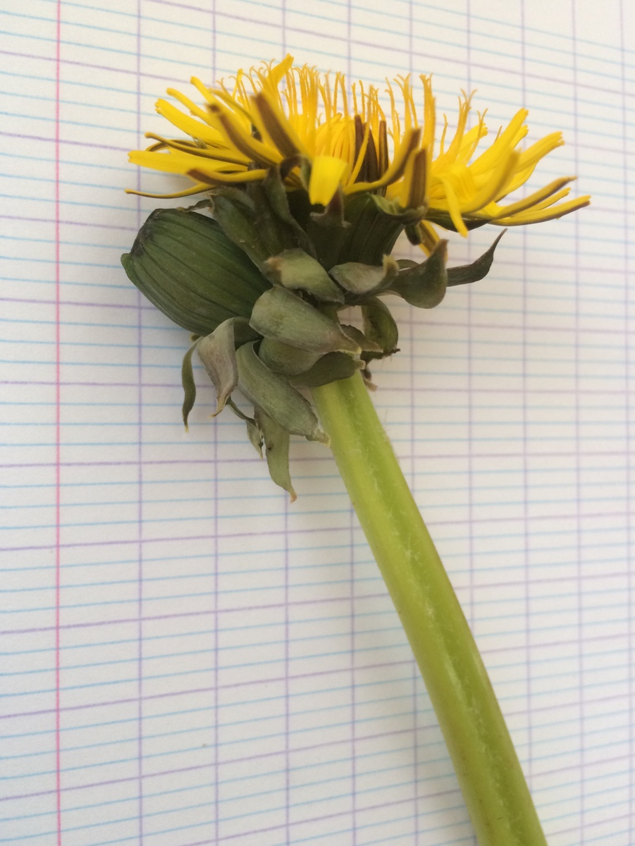 Annexe IMG_2334-001.jpg