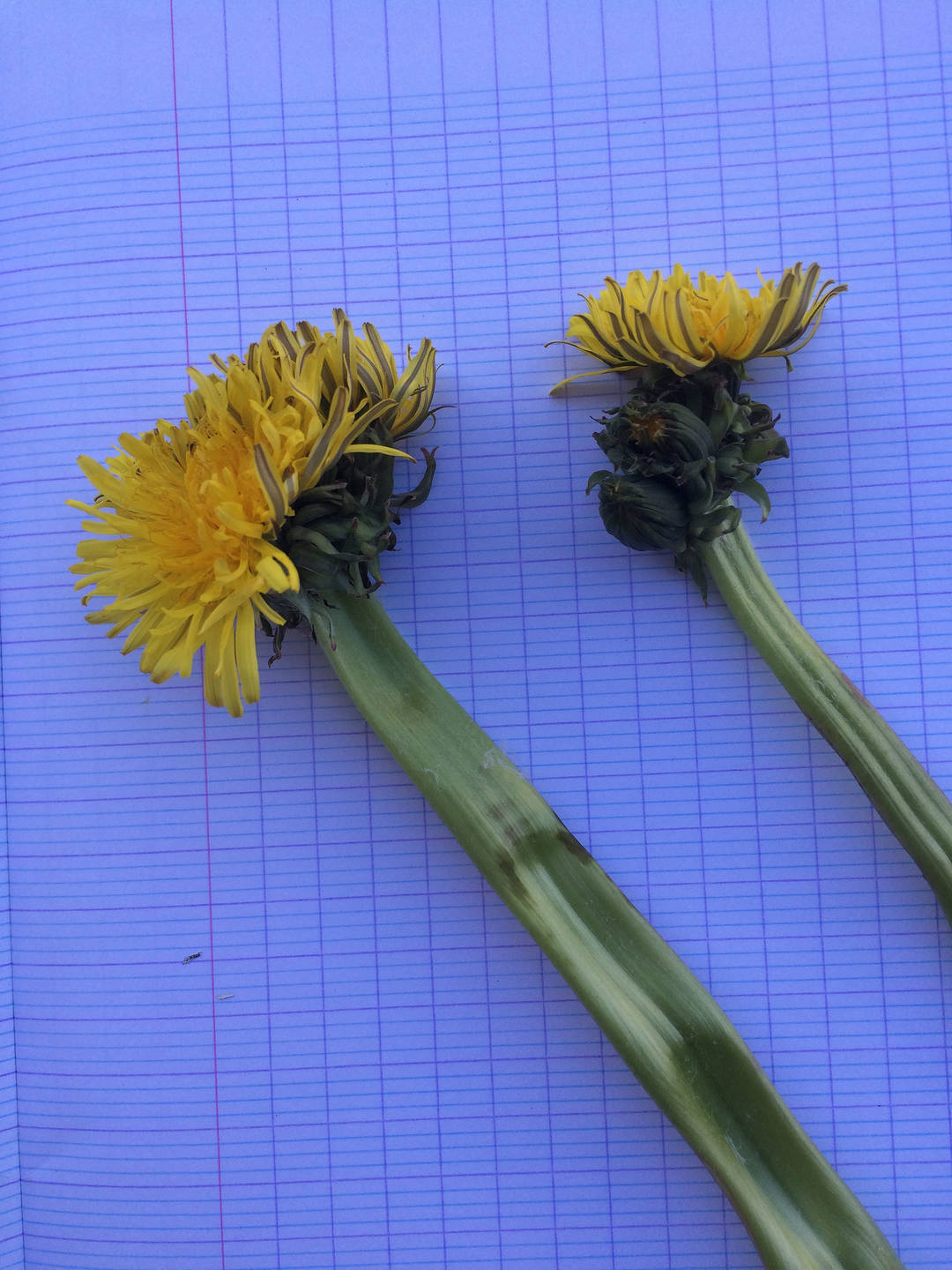 Annexe Pissenlits.jpg