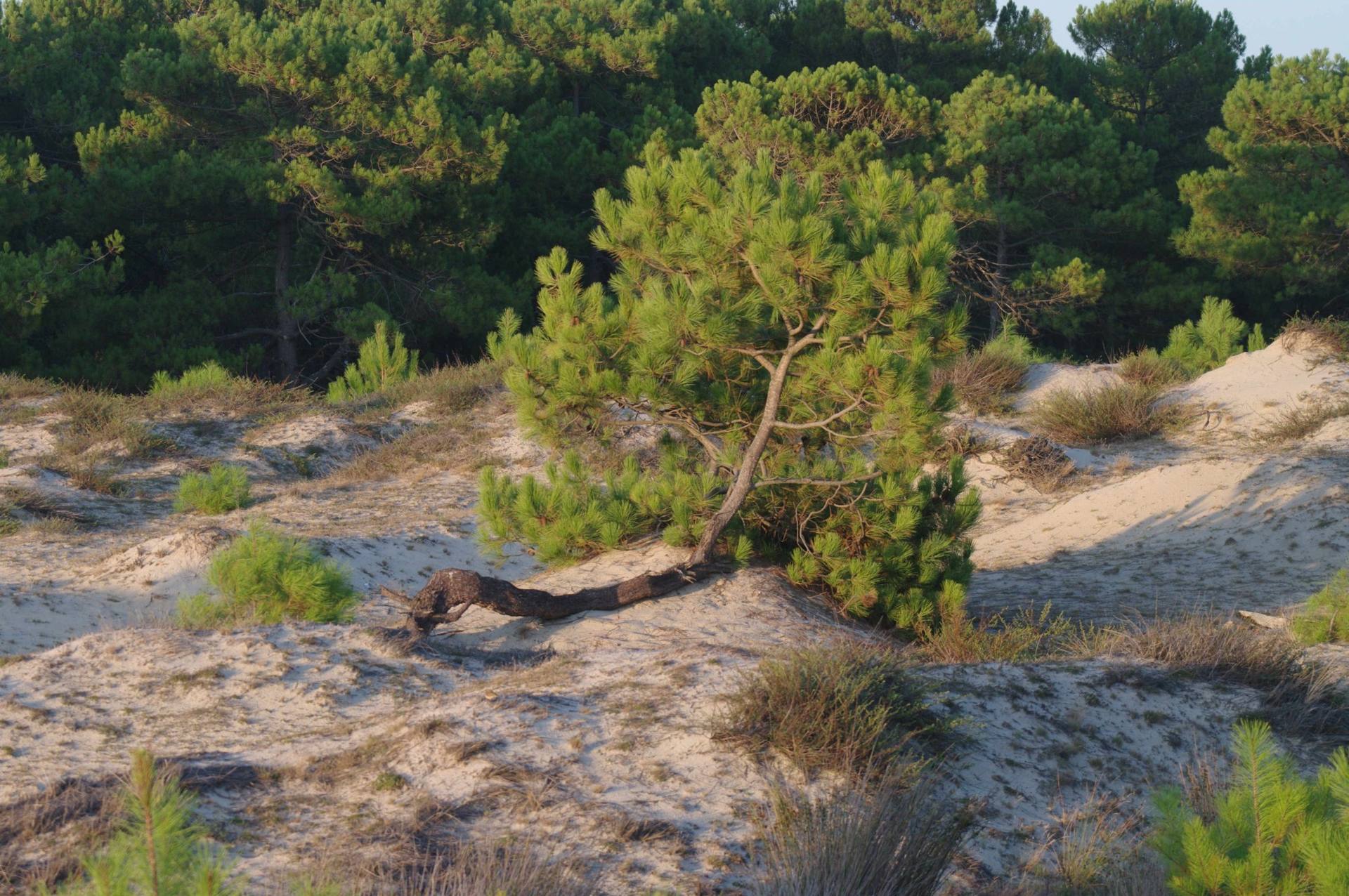 Annexe pin penché.jpg