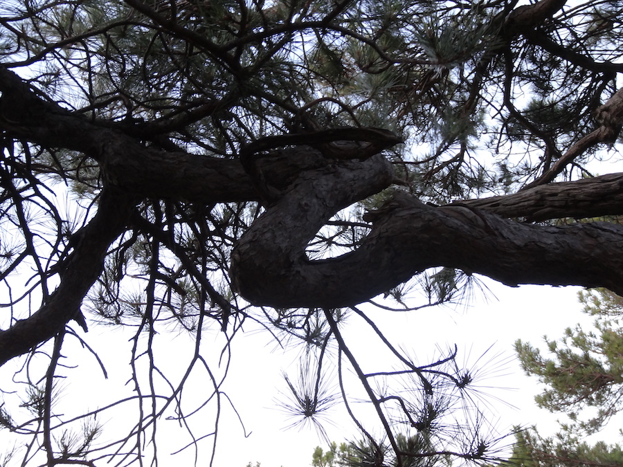 Annexe PinSéranne.JPG