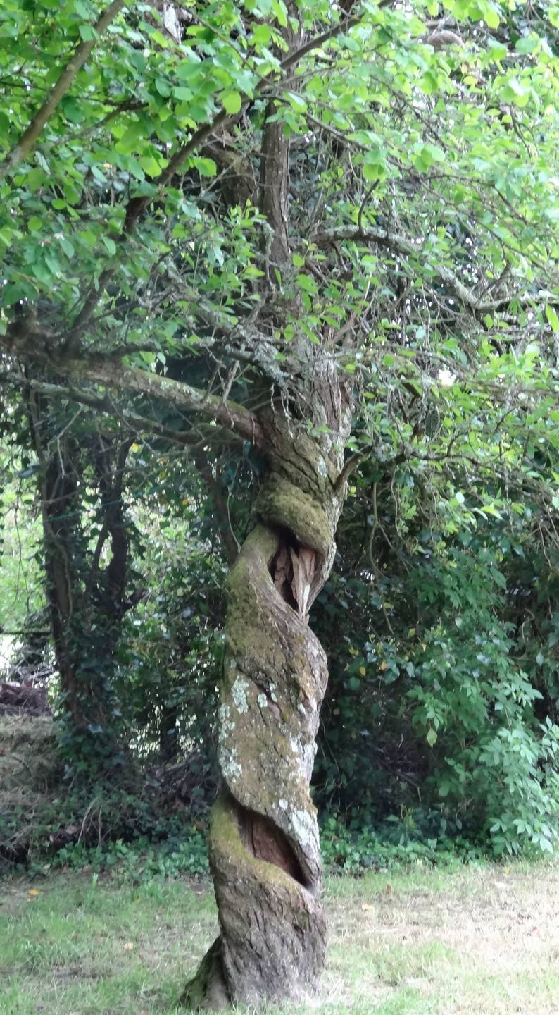 Annexe DSC00279 - Copie.JPG