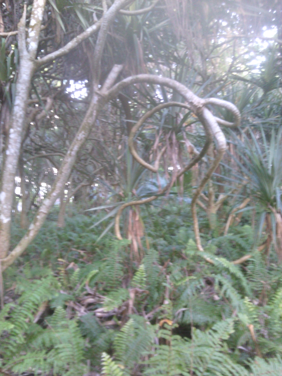 Annexe vakoa1_20180301.jpg