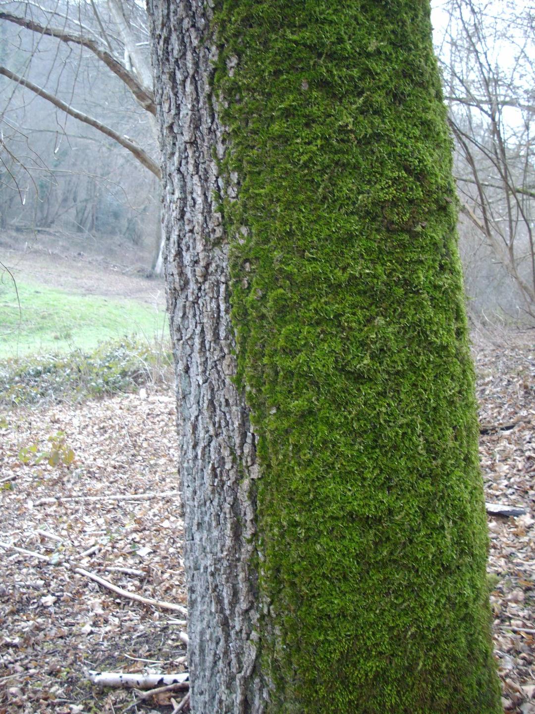 Annexe la roche guyon.jpg