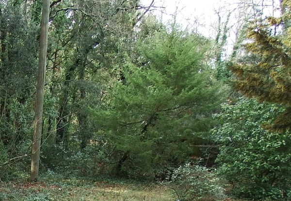 Annexe Genévrier Cade1.JPG