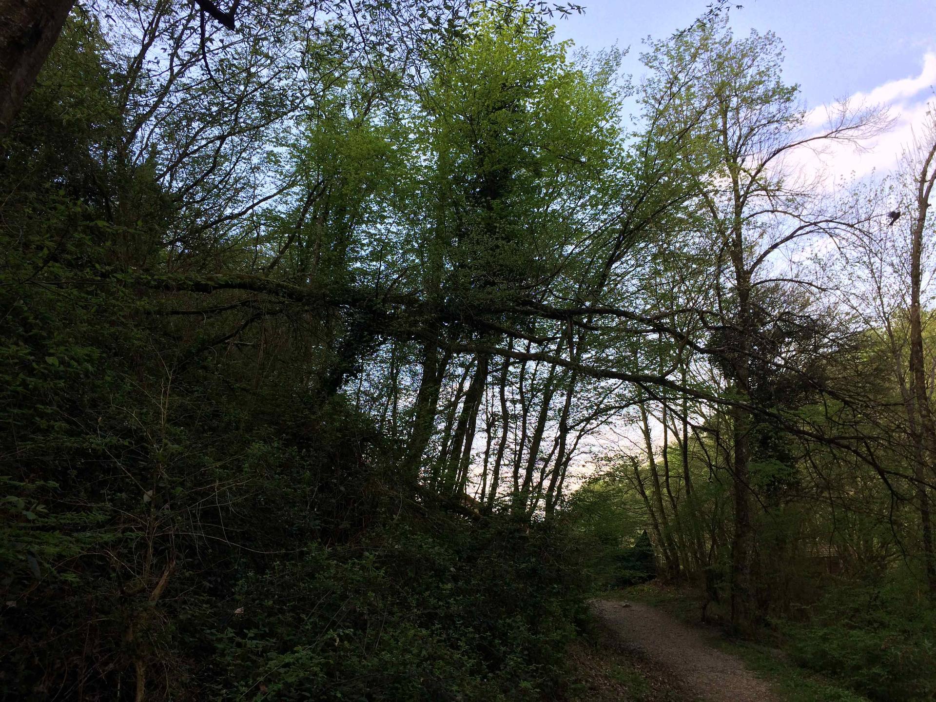 Annexe érable sycomore à lhorizontale.jpg