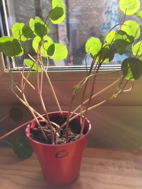 Annexe capucine naine matin.JPG