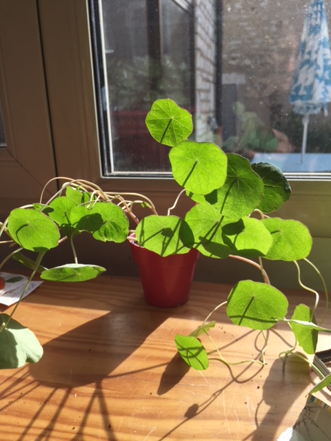 Annexe capucine naine retournée matin.JPG