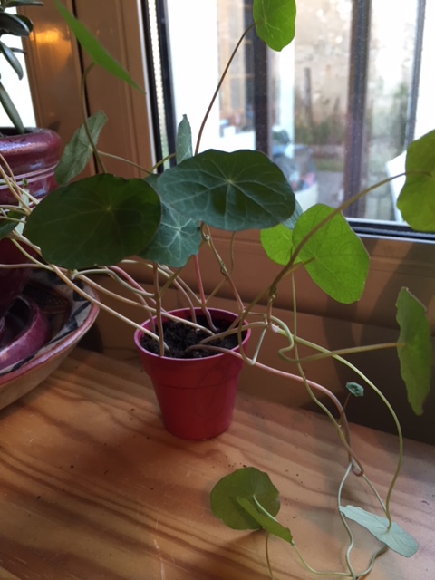 Annexe capucine naine soir.JPG