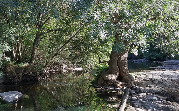 Annexe Arbre bizarre 1.jpg