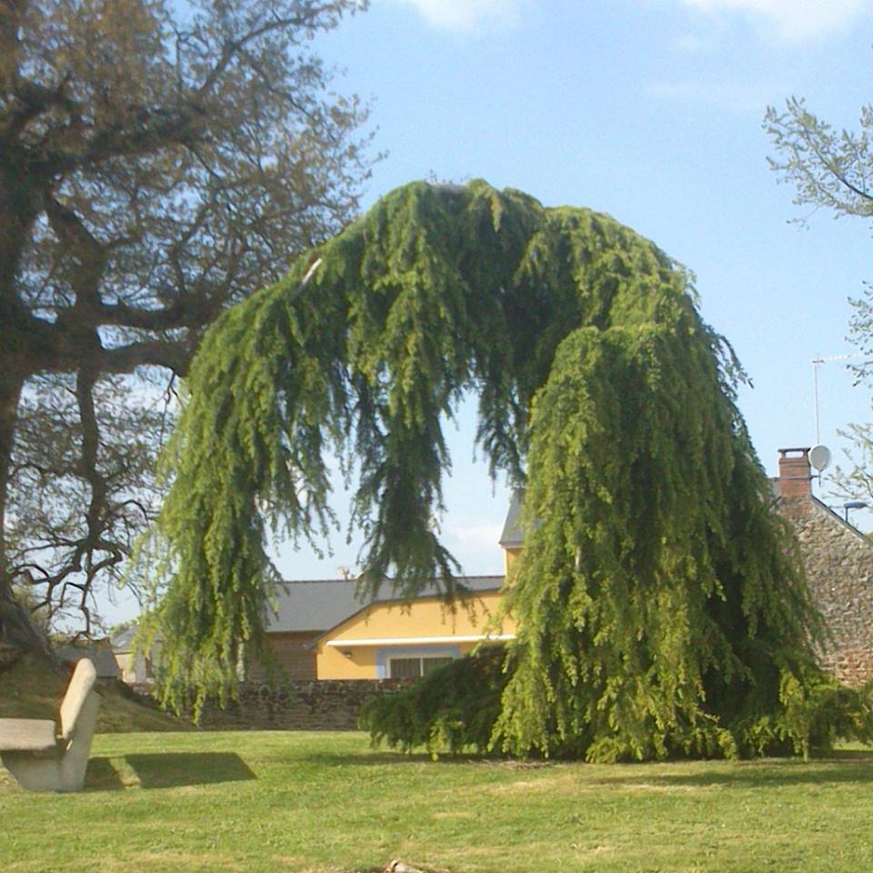 Annexe Arbre bizarre 3.jpg