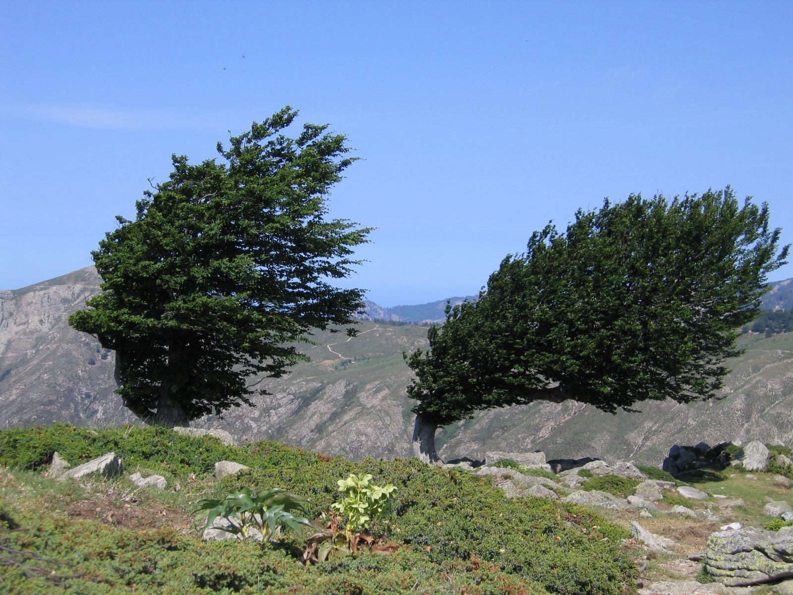 Annexe Corse 306.jpg