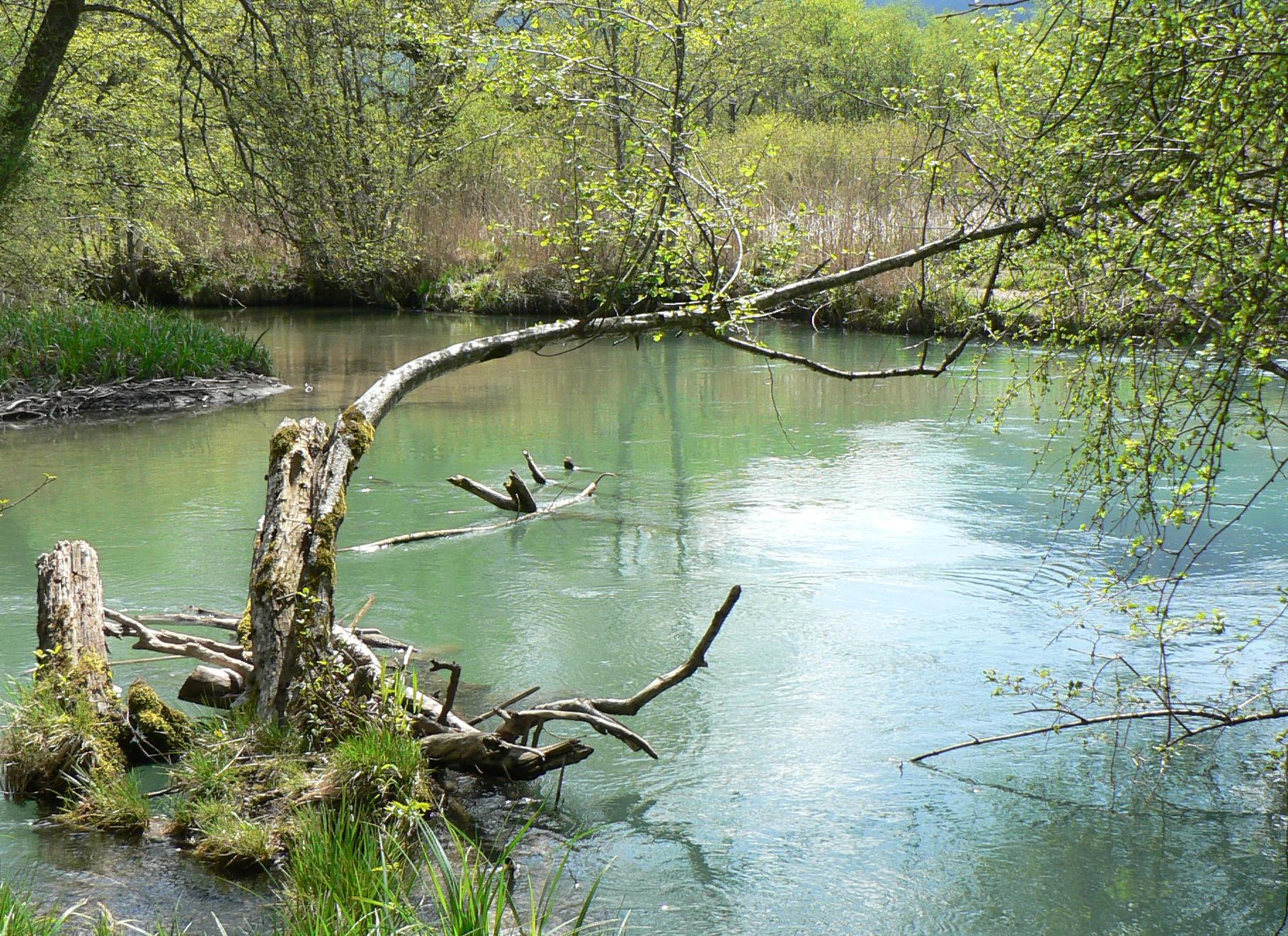 Annexe arbre la chasse au bizarre