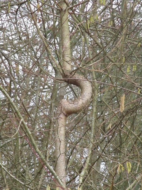 Annexe copie darbre.jpg