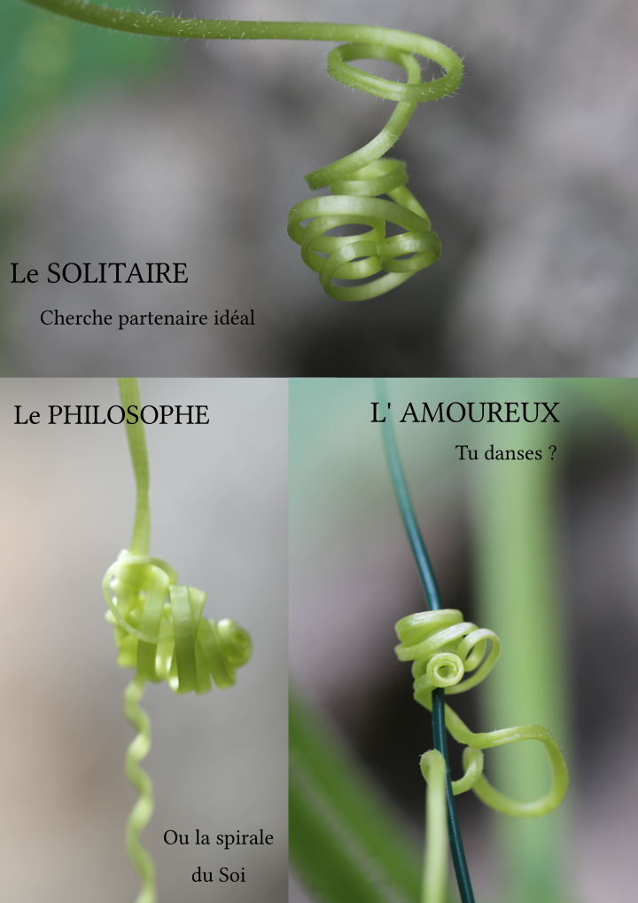 Annexe Activité-Drôledeplante.png