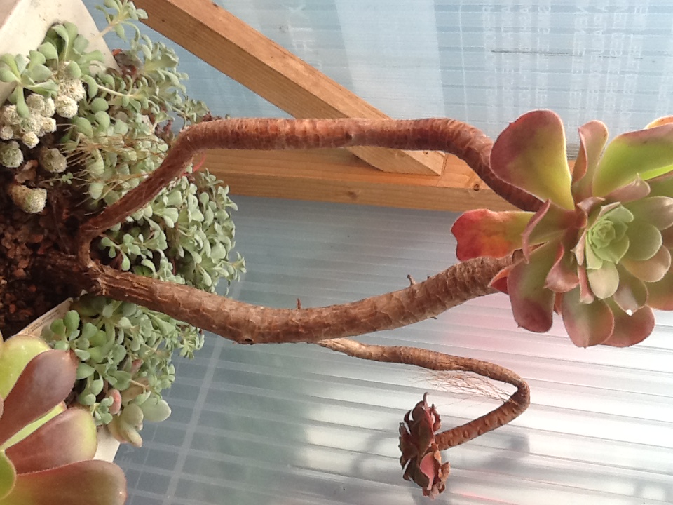 Annexe Racines aériennes dAeonium arboreum.jpeg