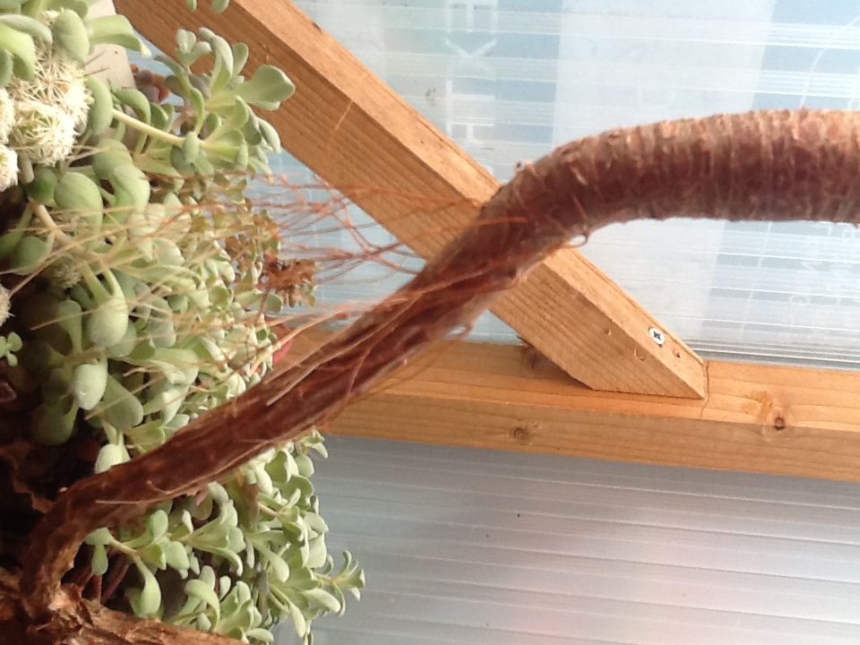 Annexe Racines aériennes en gros plan.jpeg