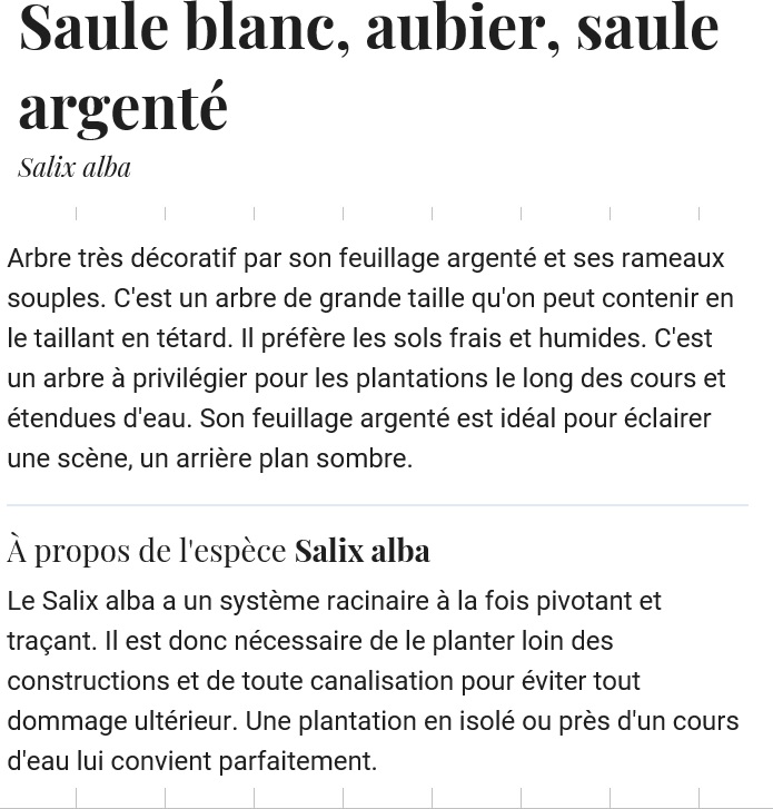 Annexe Salix Alba.jpg