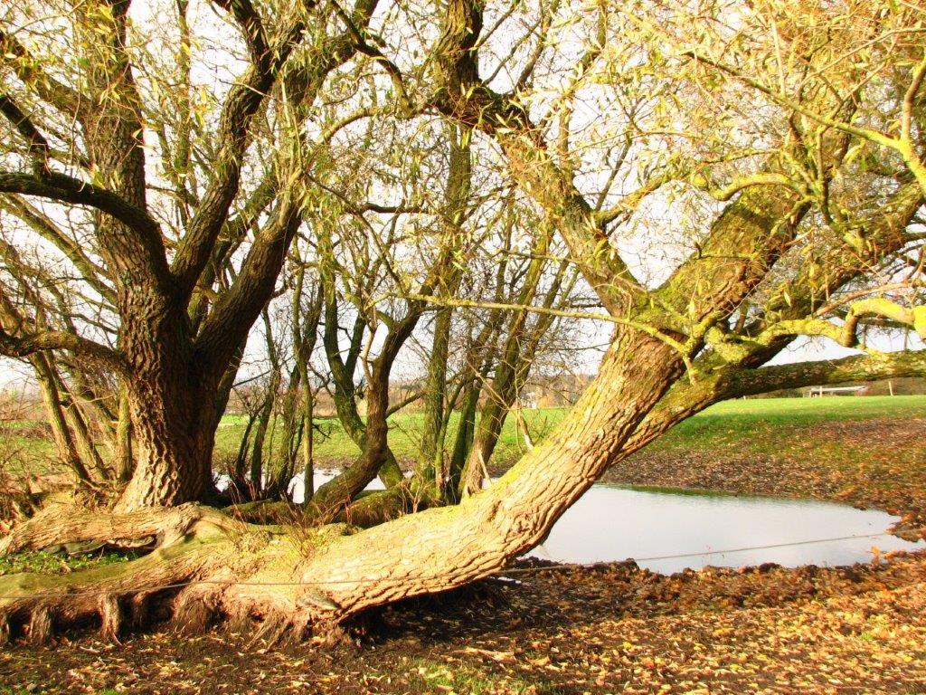 Annexe Saules couchés.jpg