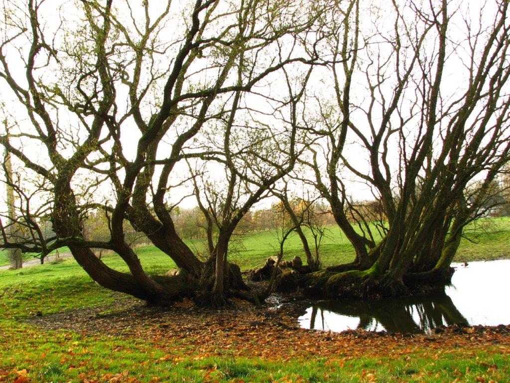 Annexe Vieux saules.jpg