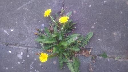 Annexe Photo pour texte pissenlit.JPG