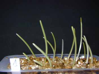 Annexe ble-germ4-20.jpg