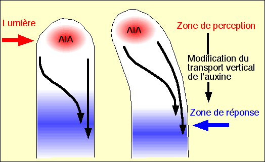 Annexe phototrop3.gif