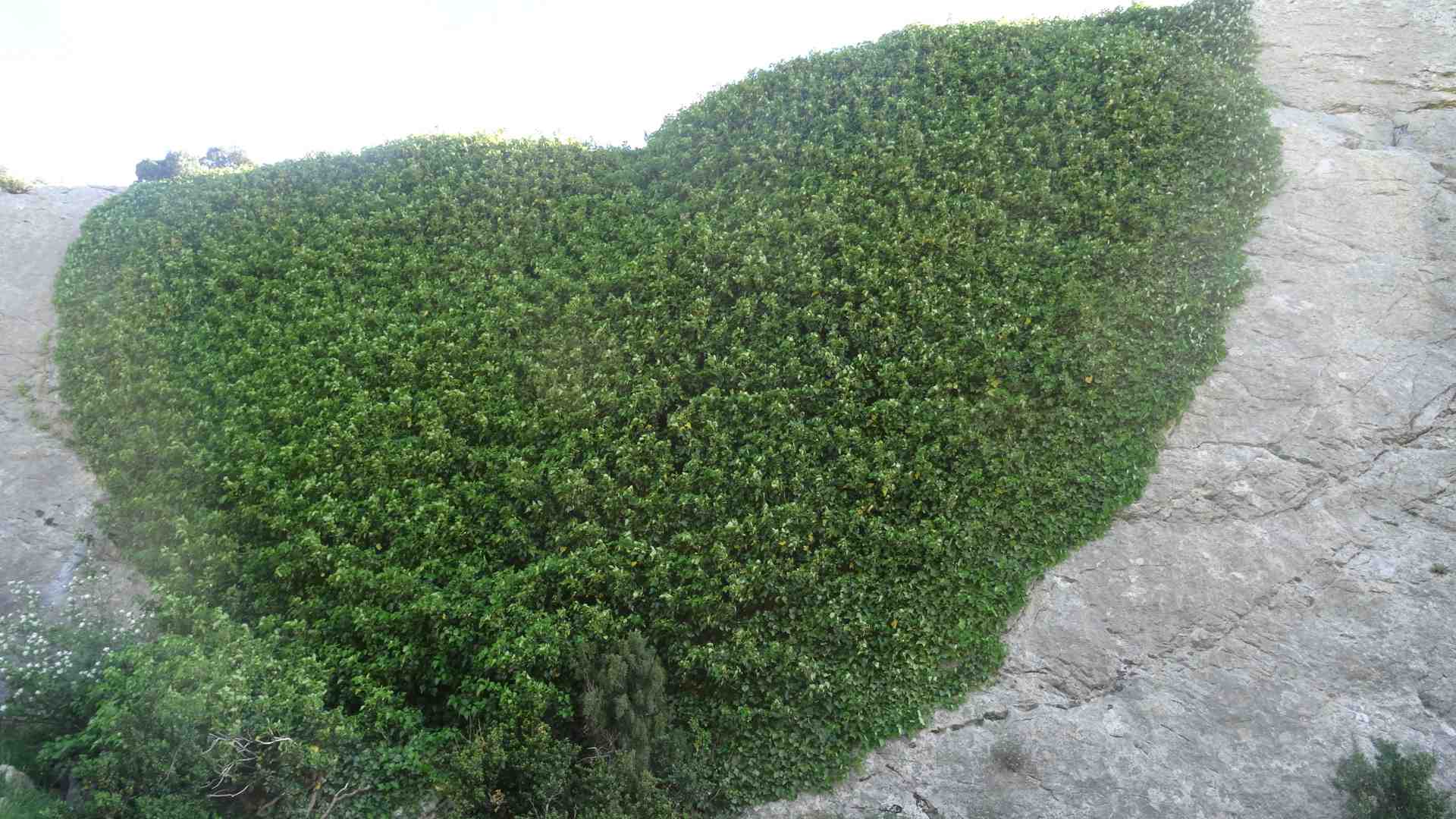 Annexe lierre coeur.jpg