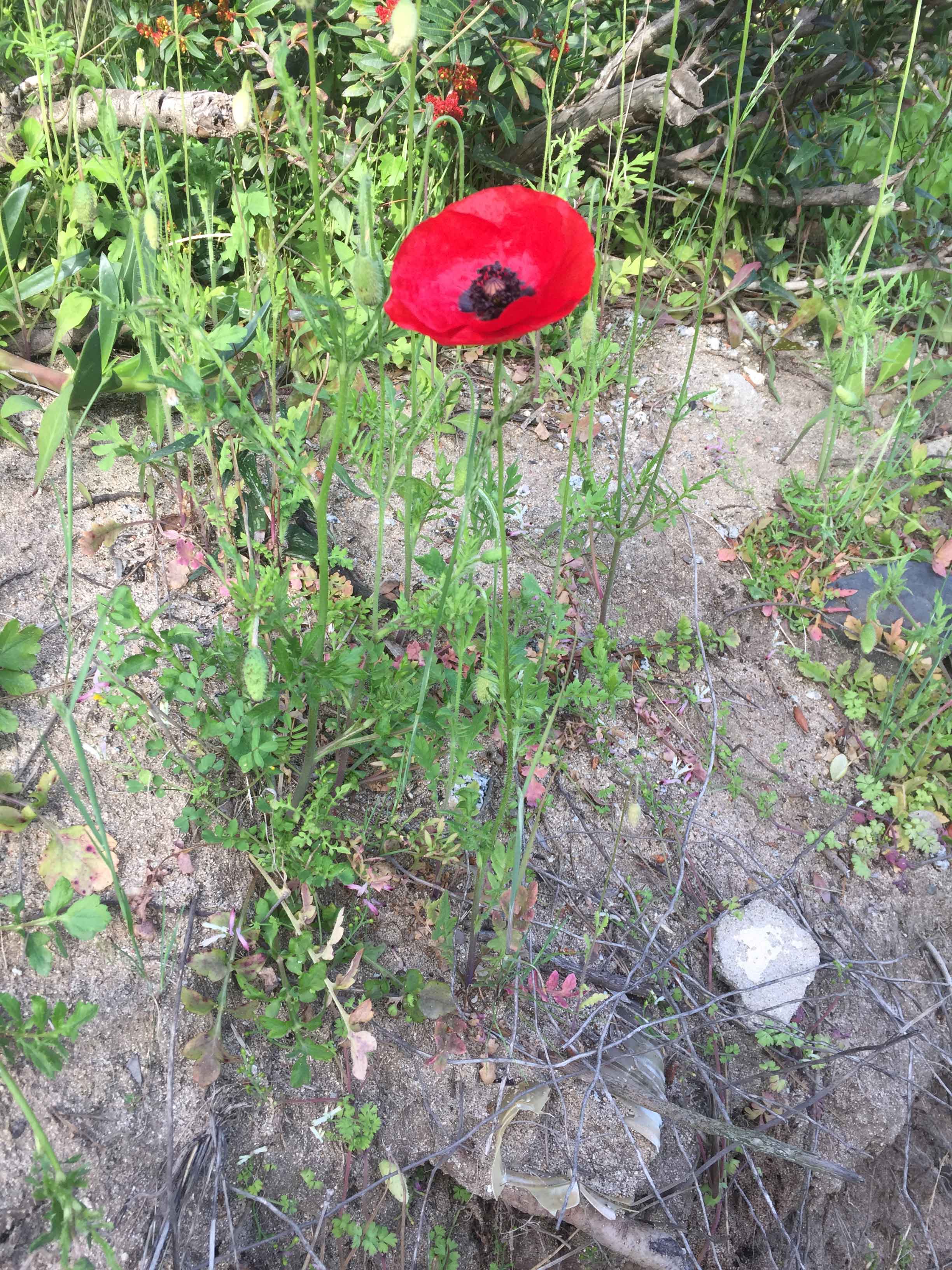 Annexe Papaverum_roheas_3.jpg