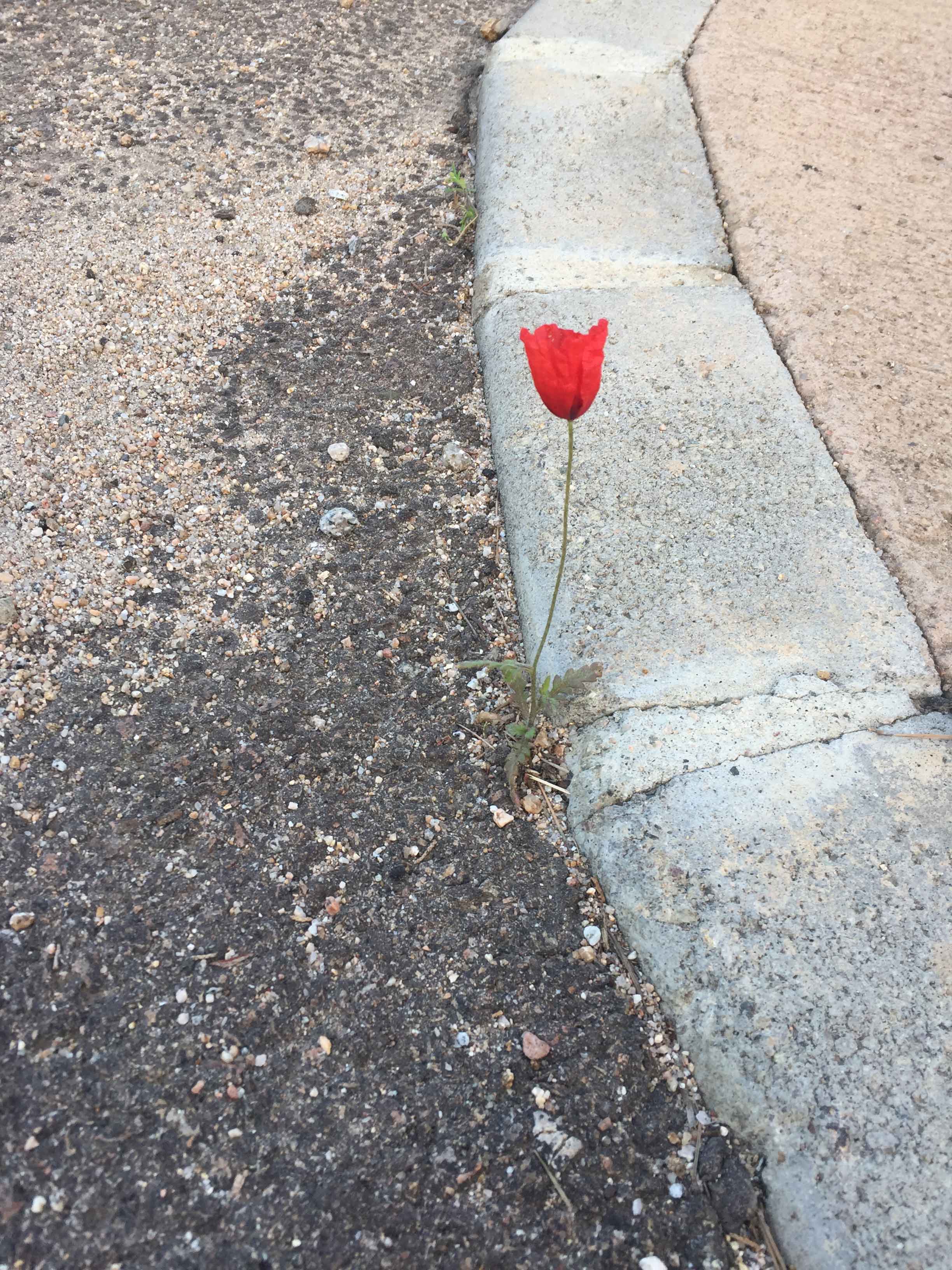 Annexe Papaverum_roheas_4.jpg