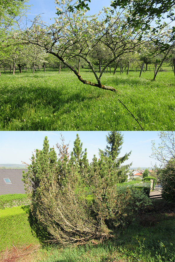 Annexe arbres penchés.jpg