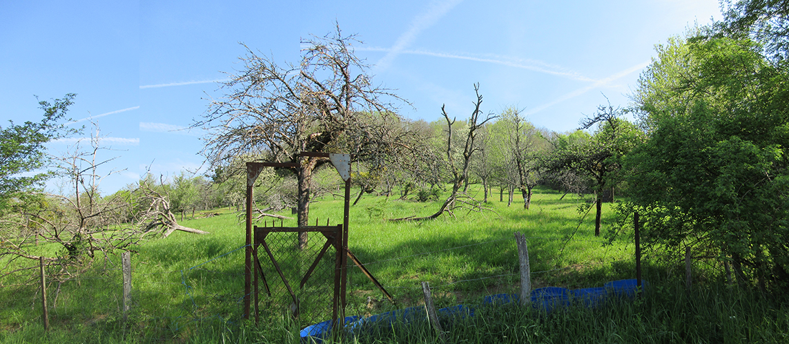 Annexe cimetiere arbres fruitiers.jpg