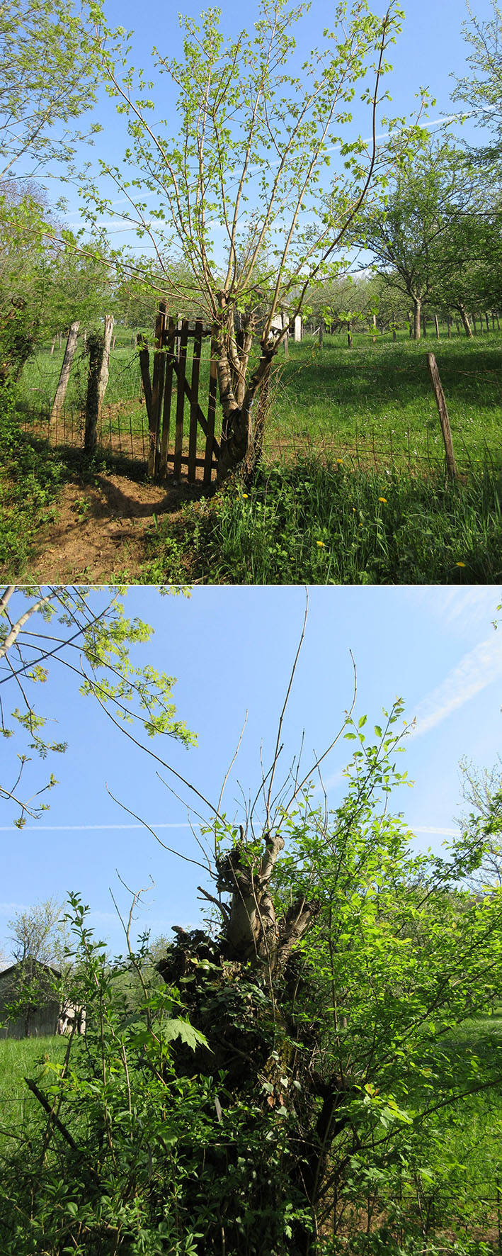 Annexe jpousse quand meme.jpg